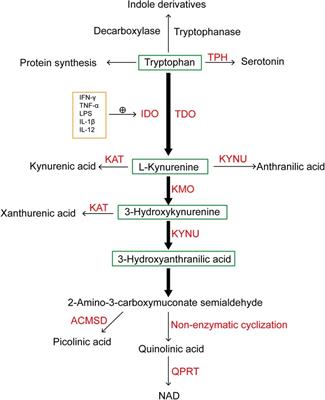 The role of the kynurenine pathway in cardiovascular disease